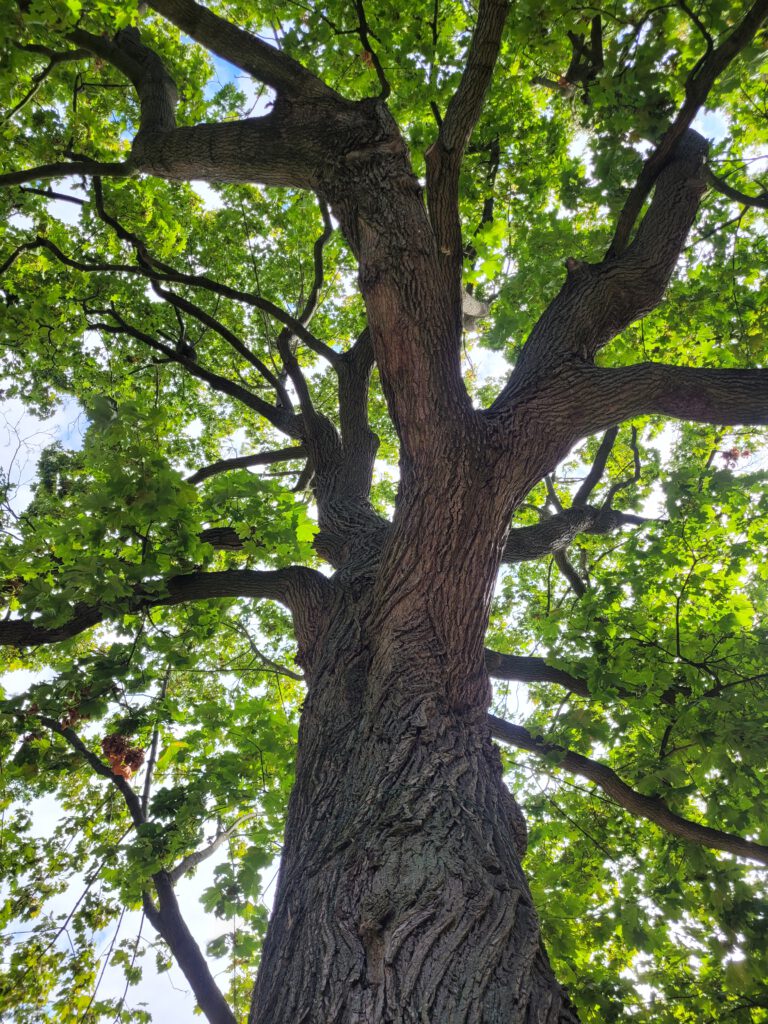 Sicht in die Baumkrone eines großen Baumes. Symbol für Ruhe, Vertrauen, Stärke und Beständigkeit