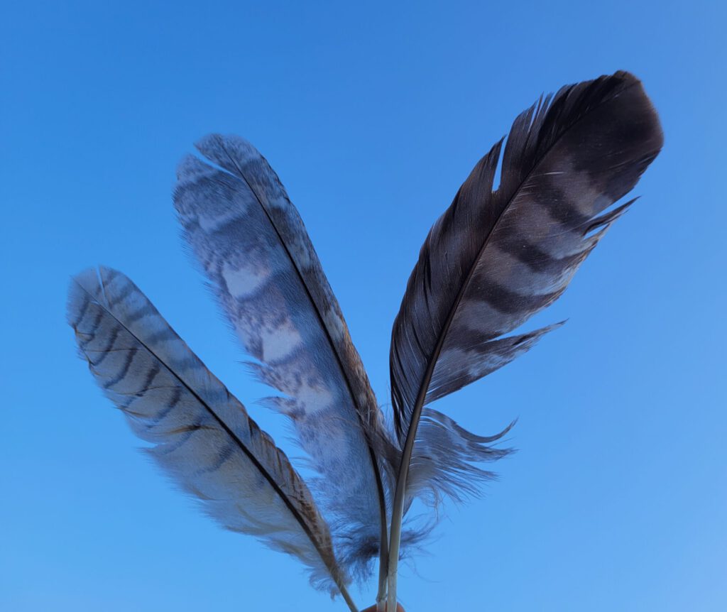 Drei Wildvogelfedern vor blauem Himmel als Symbol für Leichtigkeit.